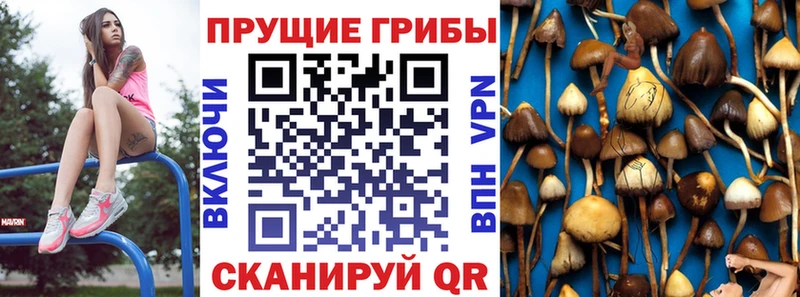 цена   блэк спрут как зайти  Галлюциногенные грибы MAGIC MUSHROOMS  Баксан 